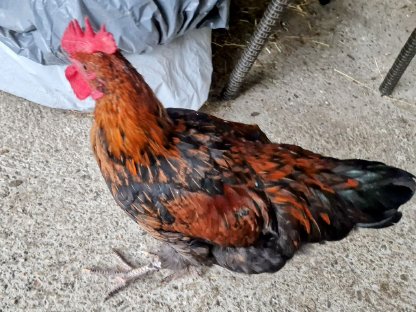 Bild 3:Olivleger Hahn