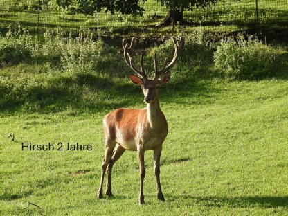 Bild 3:Rot und Damwild zu verkaufen