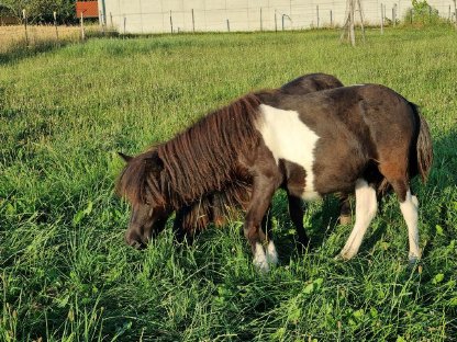 Shetland Shetty Stute Fohlen Pony