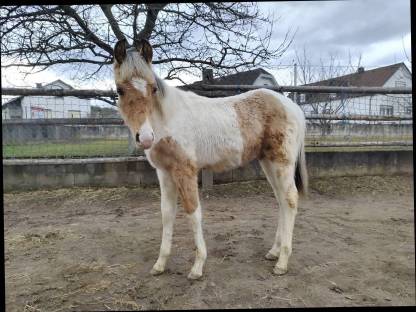 Bild 8:Quarab Fohlen Wallach