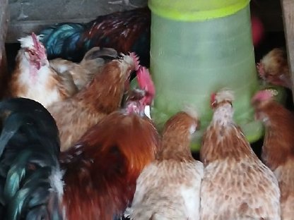 Bild 2:Bruteier Sulmtaler