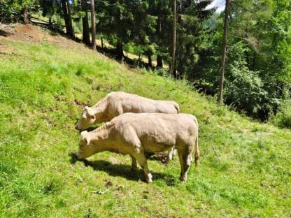 Charolais Rinder
