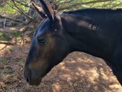 Bild 4:Noriker Hengstfohlen Ernesto