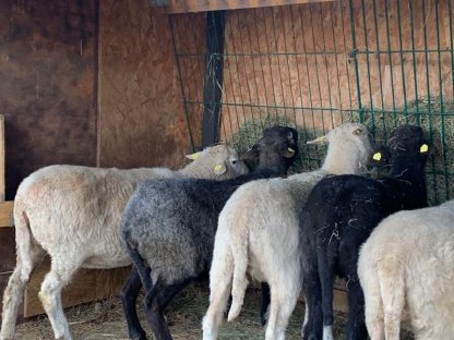 Kleine Schafherde in gute Hände abzugeben