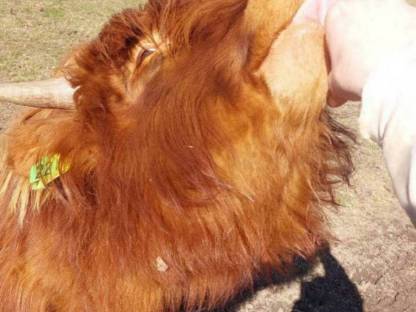 Bild 4:Hochlandrind Stier (Zuchtstier) BIO