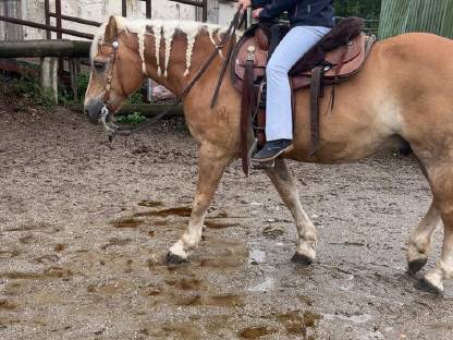 Bild 2:Reitunterricht/Bodenarbeitseinheiten