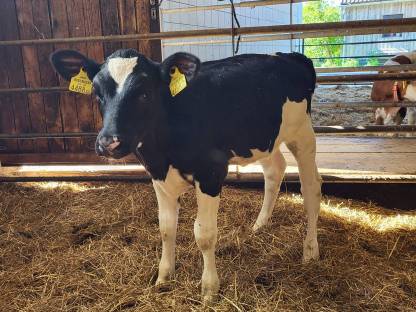 Holstein Kalbin ( Mutter derzeit 67 Liter)