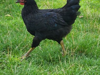 Bild 3:Junghähne aus Naturbrut zu verschenken