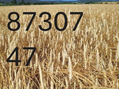 Bild 3:BIO Grünschnittroggen Ernte 2025 zu verkaufen