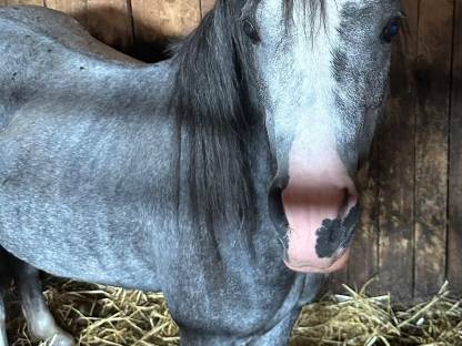 Pony