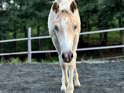 Bild 4:Haflinger Hengstfohlen
