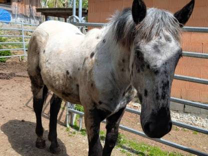 Bild 2:Noriker Stute und Jährling zu verkaufen