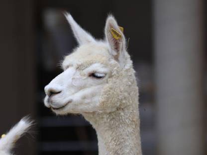 Bild 2:Alpaka-Wallach zu verkaufen