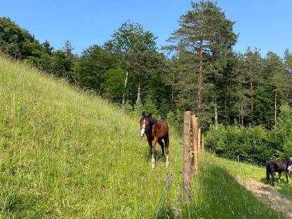 Bild 6:Einstellplatz für Pensionspferde