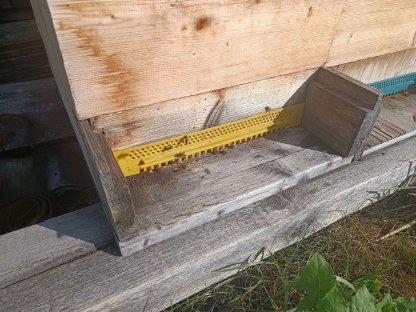 Bild 3:Carnica Bienenvölker