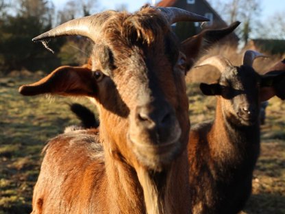 Bild 6:Wir suchen Getreide, Heu- und Strohspenden