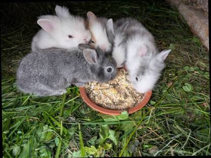 Bild 8:Zwergkaninchen in allen Farben zu verkaufen