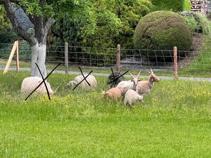 Bild 3:Zackelschaf Auen