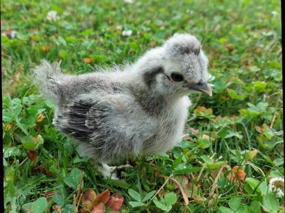 Seidenhuhn Küken
