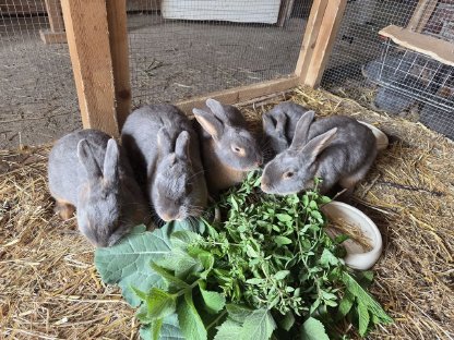 Lohkaninchen Häsinnen