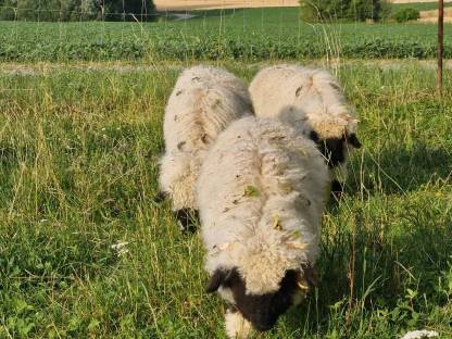Bild 4:Walliser Schwarznasen 4 Jungböcke