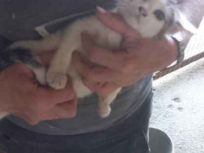 Katzenkind