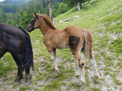 Verkaufe Noriker Hengstfohlen