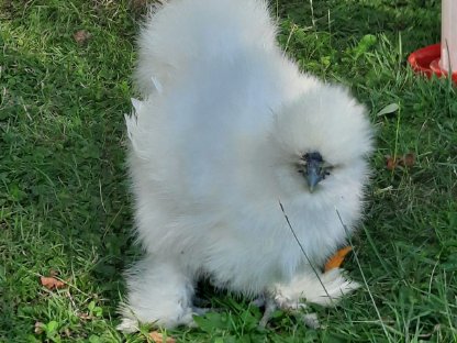 Bild 3:2 Seidenhähne namens Hahnfred und Krähgor zu vergeben