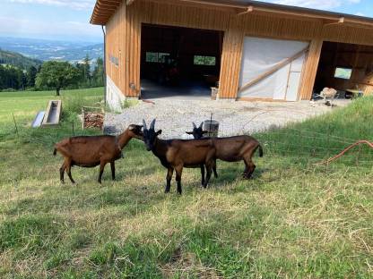 Bild 3:2 Ziegenböcke