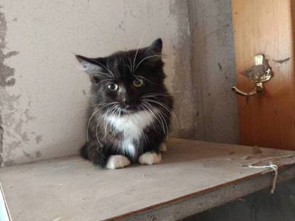 Baby-Katzen