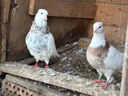 Persische Hochflieger Tauben