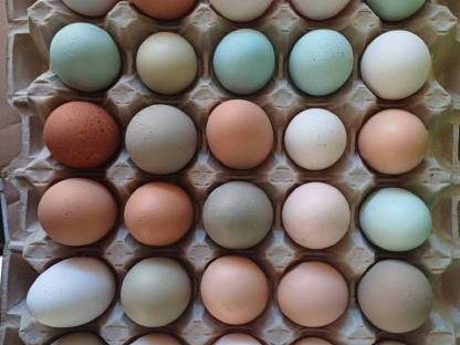 Eier für Verzehr