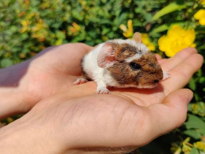 Bild 4:Meerschweinchen zu verkaufen