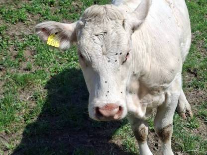 Charolais Kalbin