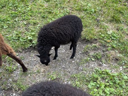 Bild 3:Verkaufe Quessant-Schafe