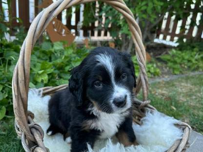 Berner Sennenhund Mischling