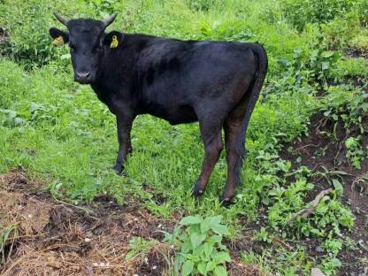 Dahomey Zwergrinder BIO