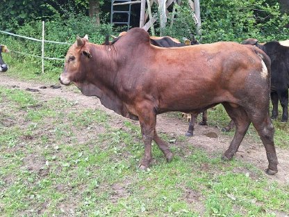 Verkaufe Zwerg Zebu Stiere