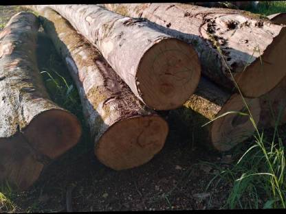 Bild 2:Verkaufe Buche Brennholz Stämme