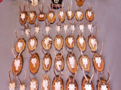 TROPHÄENSAMMLUNG