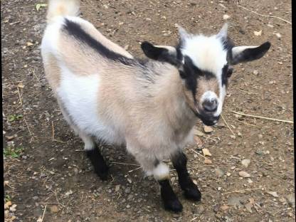 Bild 2:Mini-Zwergziegenbock