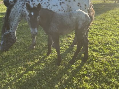 Bild 3:Noriker Fohlen