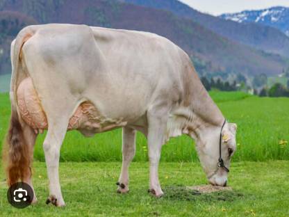 Suche Brown Swiss Kuh Bio