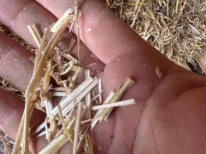 Bild 3:Stroh in Quaderballen, Ernte 2025