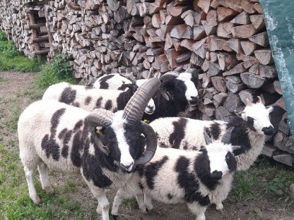 Bild 4:Vierhornwidder, Jakobs-Widder