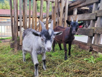 Bild 6:Blobe Kitz suchen neues Zuhause