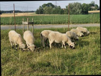 Bild 8:Walliser Schwarznasen 4 Jungböcke