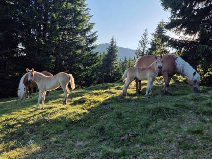 Verkaufe Haflinger Hengstfohlen