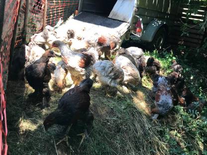 Bild 4:Brahma Hähne