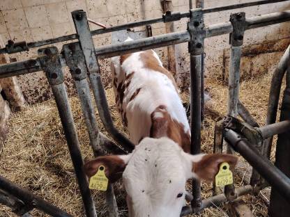 FV Kalb w